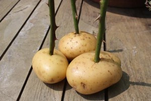 Grow a Rose in a Potato