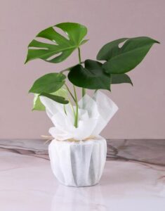 Monstera Plant In White Pot