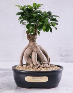 Bonsai Plant In A Charcoal Pot