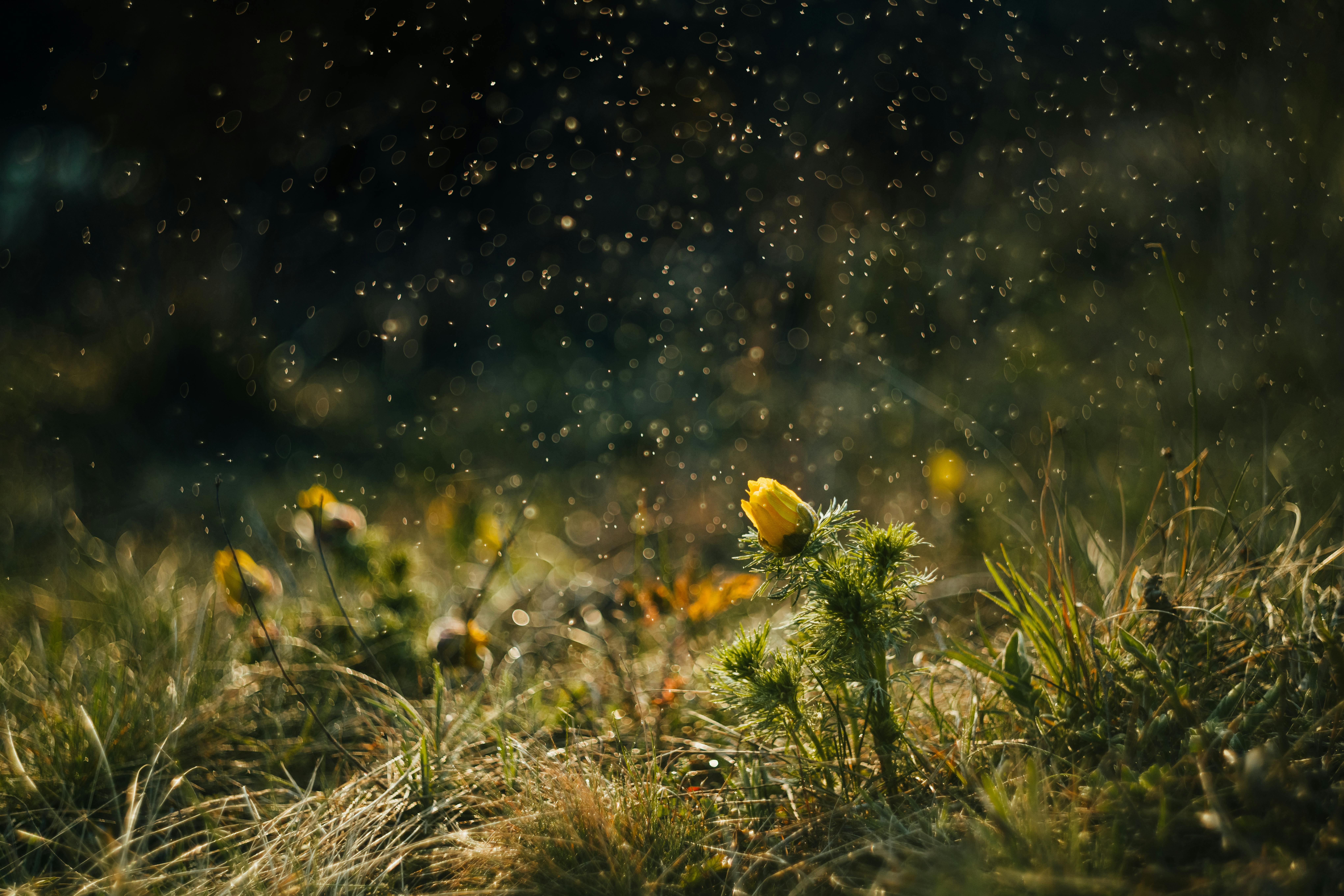 Flower Releasing Pollen