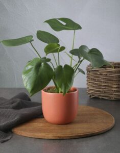Monstera Plant In Coral Pot